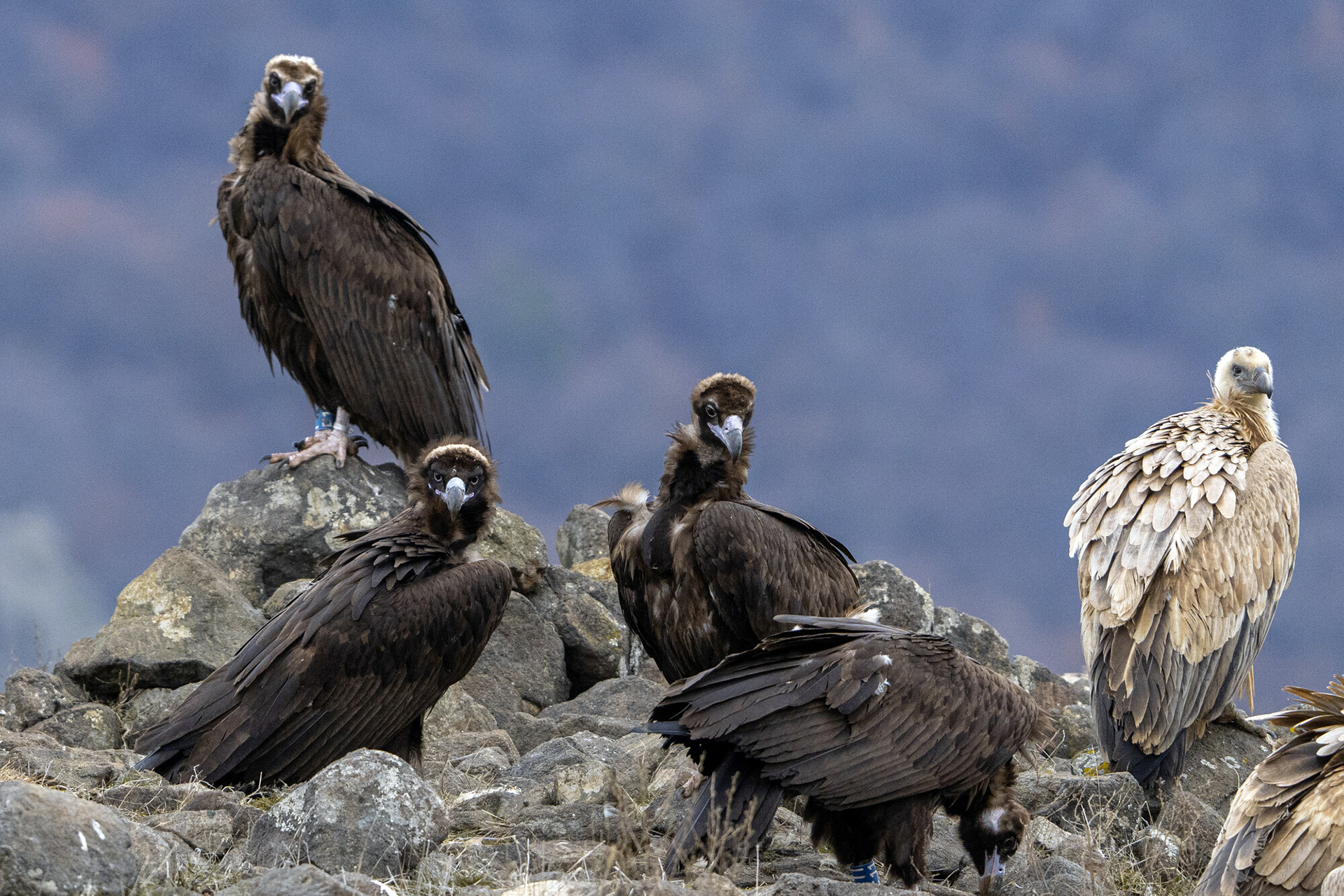 Over the past three years, 17 cinereous vultures have been released into the wild in the Eastern Rhodopes.