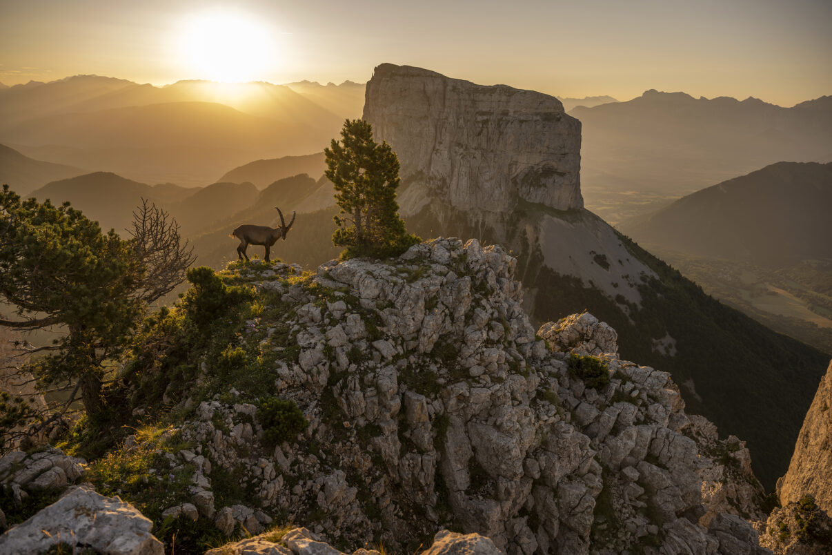Alpine ibex in front of Mont Aiguille at sunset in the Dauphiné Alps, France.