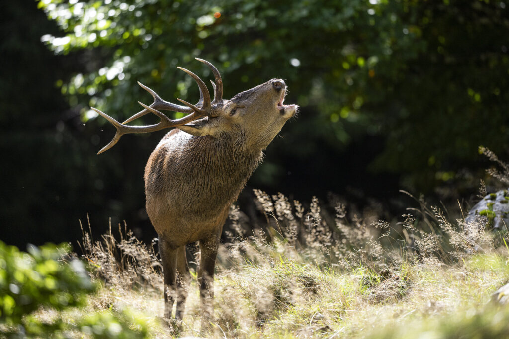 Red deer roaring in the Dauphiné Alps, France.