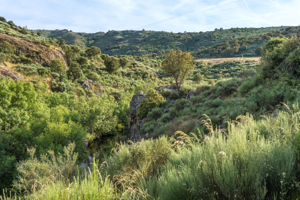 Natural Grazing of the Sorraia horses herd in Ermo das Águias.