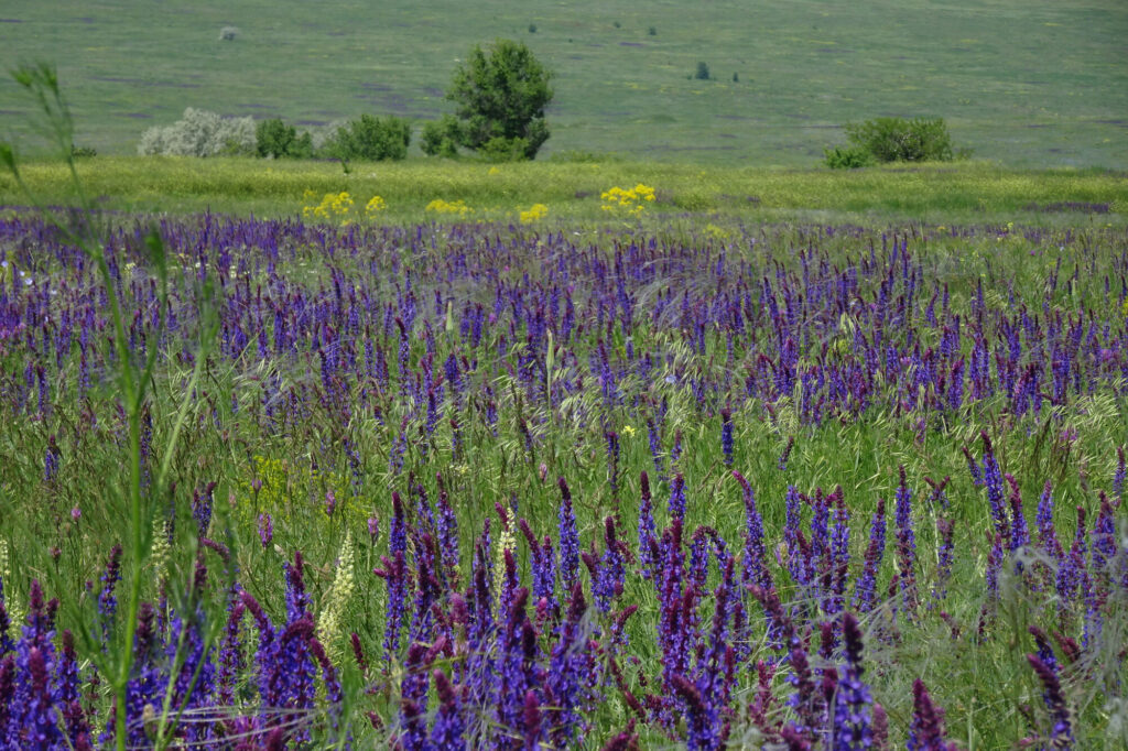 Tarutino steppe in Spring.