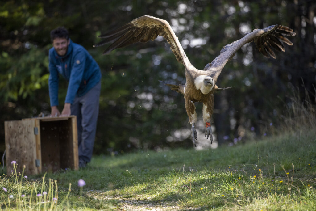 Rewilding Apennines field officer Fabrizio Cordischi releases a griffon vulture (Gyps fulvus) after GPS tagging operations. Velino Nature Reserve, Abruzzo - Central Apennines, Italy. 2021