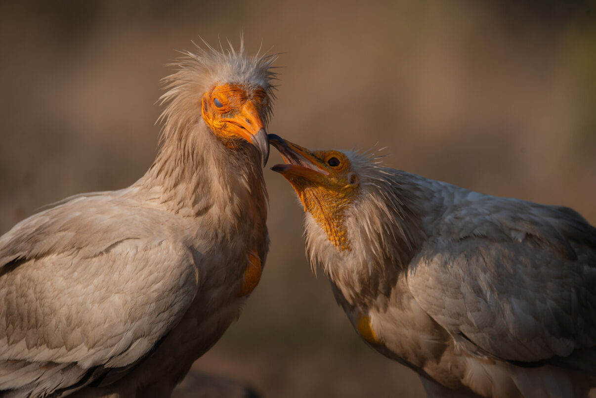 Egyptian vultures