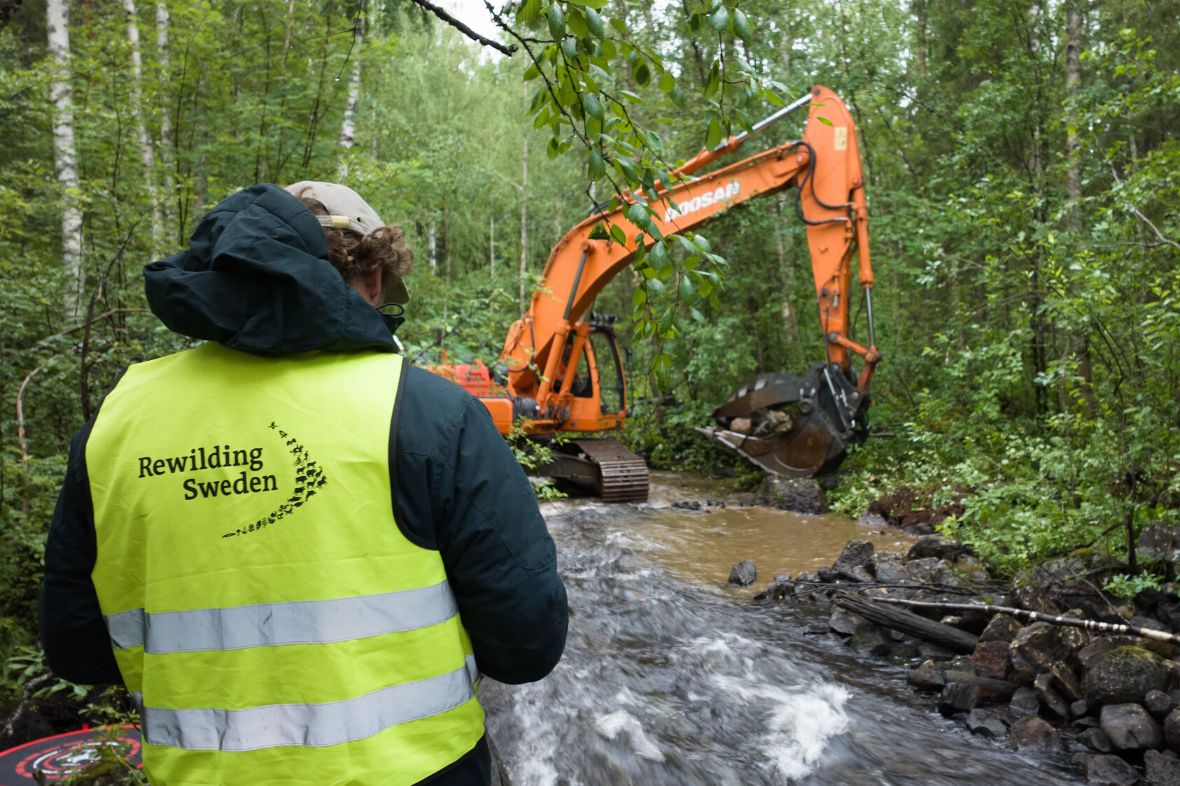 Isak Edström and Petter Esberg collecting freshwater pearl mussels Margaritifera margaritifera before restoration work starts