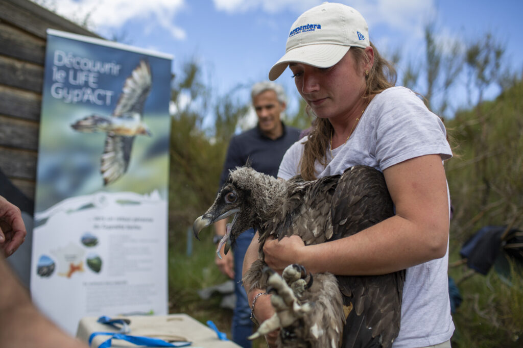 Camille Robert from NGO Vautours en Baronnies is installing a GPS backpack on the soon to-be-released bearded vulture. Image taken during a bearded vulture release by French NGO "Vautours en Baronnies" and part of the LIFE Gyp'Act program. The release happened in the village of Villeperdrix on the edge of the Baronnies Regional Natural Park in the Dauphiné Alps, Drôme, France.