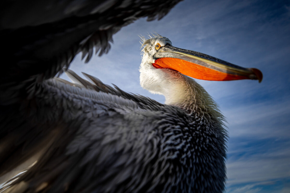 Dalmatian pelican