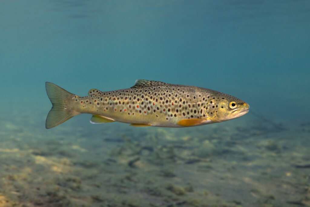 Brown trout (Salmo trutta), Swedish Lapland.