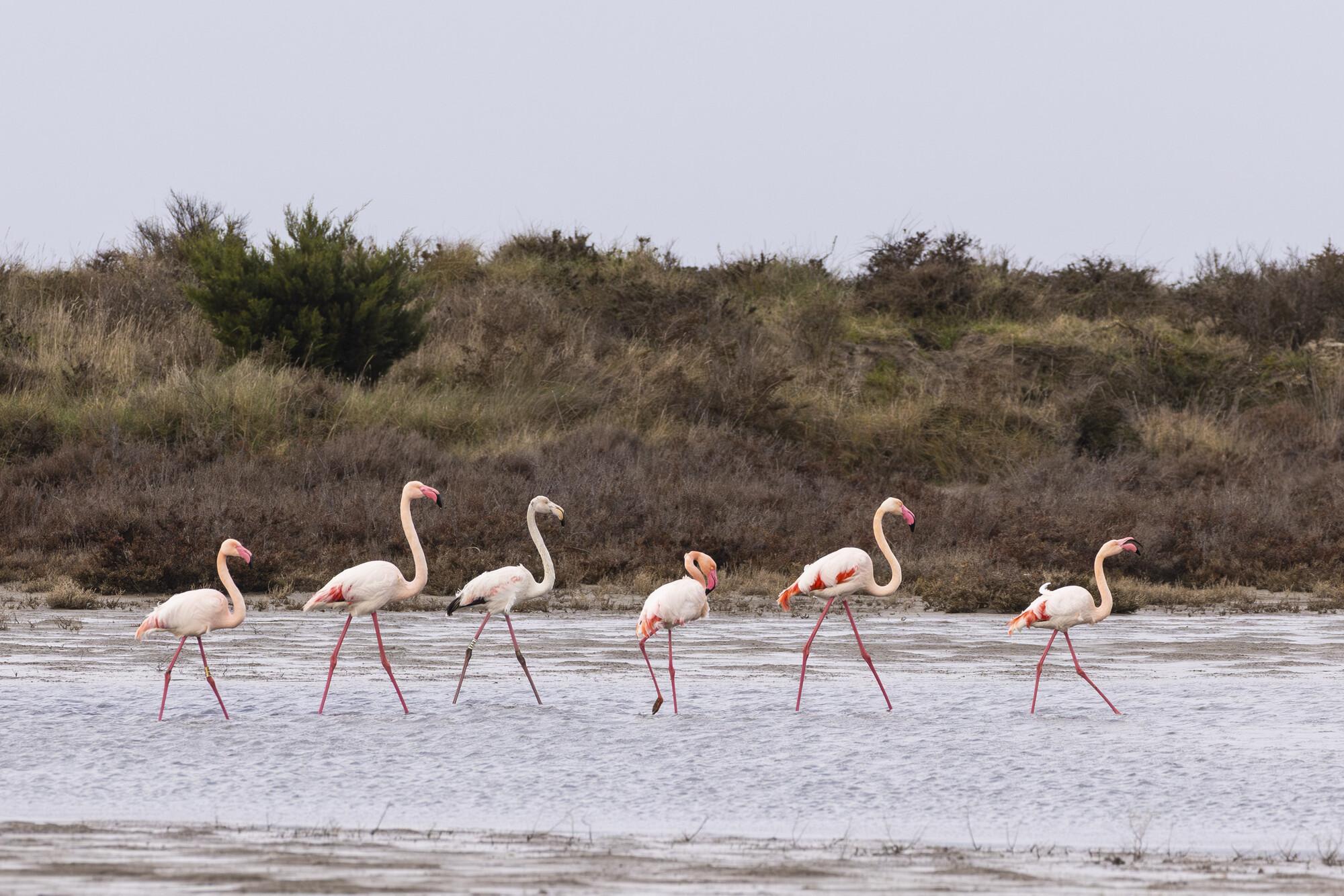 Greater flamingo (Phoenicopterus roseus) flying over coastal lagoon. Tour du Valat, France.
