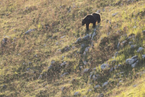 Marsican brown bear. Central Apennines, Italy.
