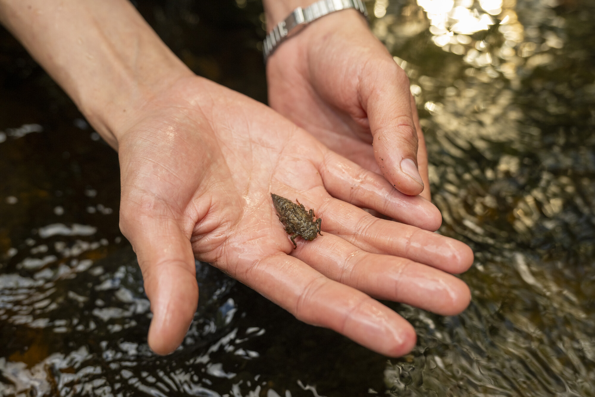 Macroinvertebrate monitoring. Nordic Taiga, Sweden.