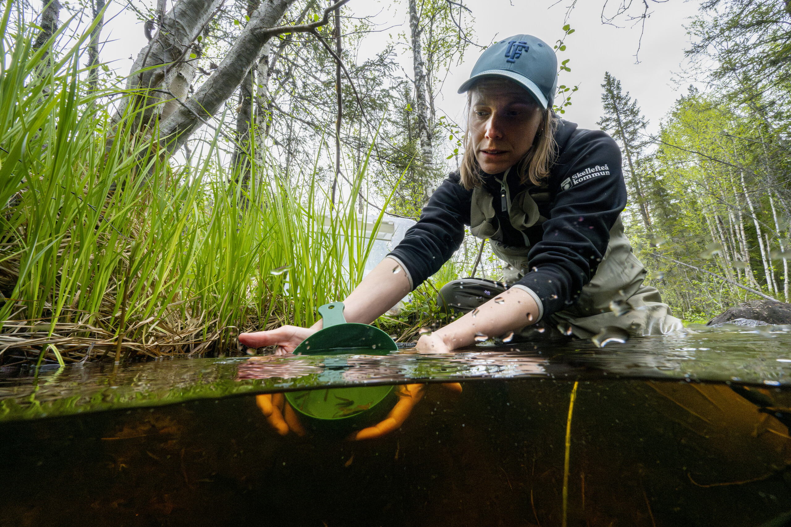 Brown trout release.