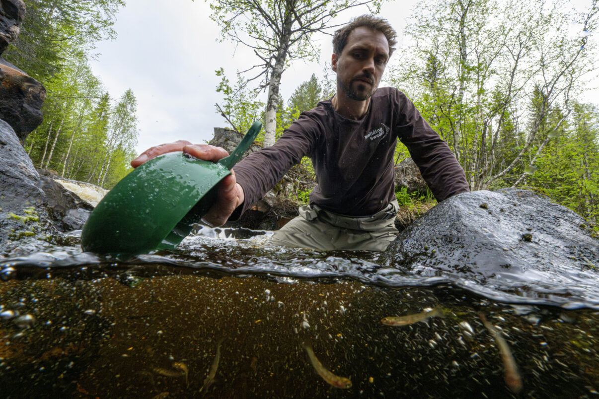 Team leader of Rewilding Sweden, Henrik Persson, helps to release brown trout fry into the Rickleån river as part of a European Wildlife Comeback Fund supported reintroduction.