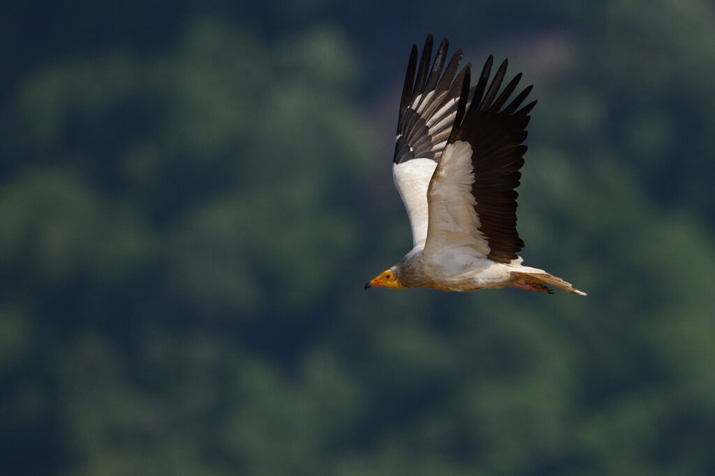 Egyptian vulture, Neophron percnopterus, adult, Madzharovo, Eastern Rhodope mountains, Bulgaria, endangered species