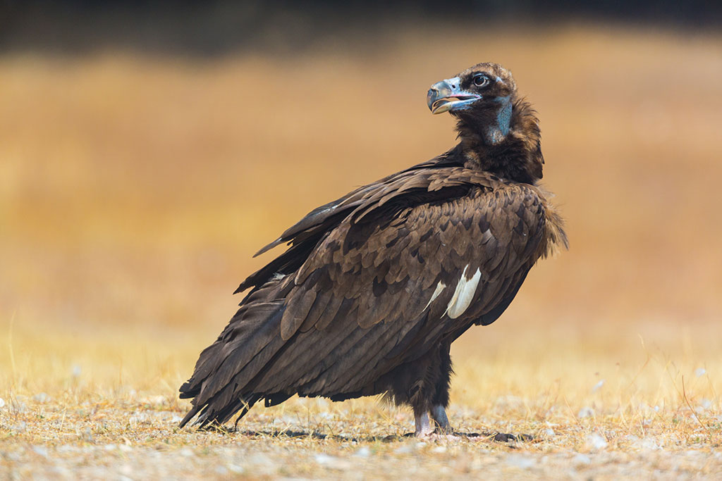 Cinereous vulture