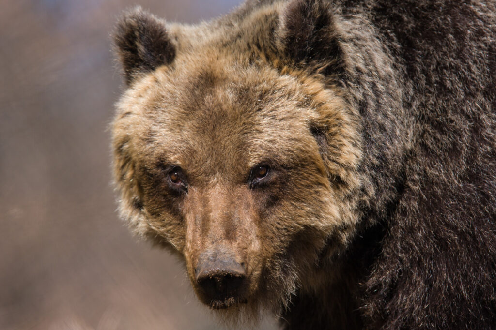 Marsican / Abruzzo brown bear (Ursus arctos marsicanus) adult female portrait. Captive. Critically endangered subspecies. Central Apennines, Abruzzo, Italy. March 2009
