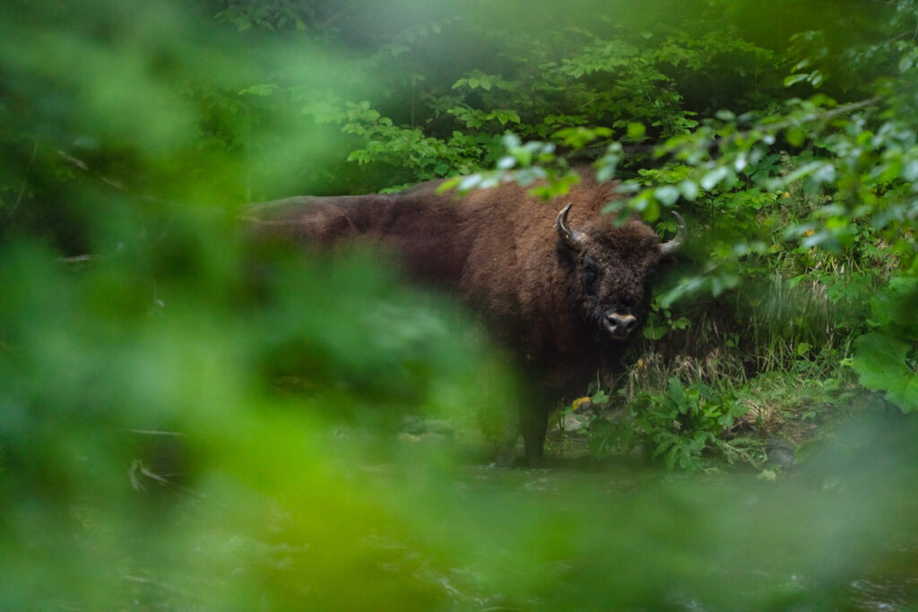 Bison Kiwi staying in the river