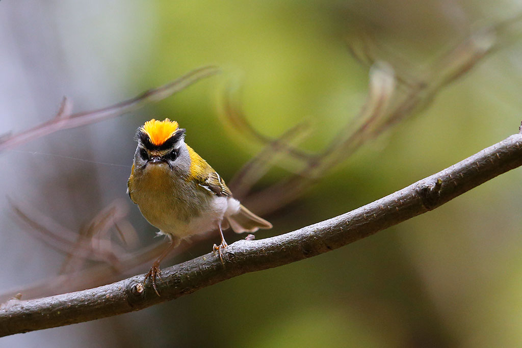 Common firecrest