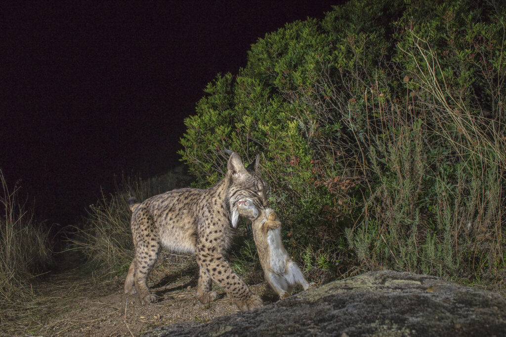 Wild iberian lynx (Lynx pardinus) carrying rabbit prey at night, Andalusia Spain.