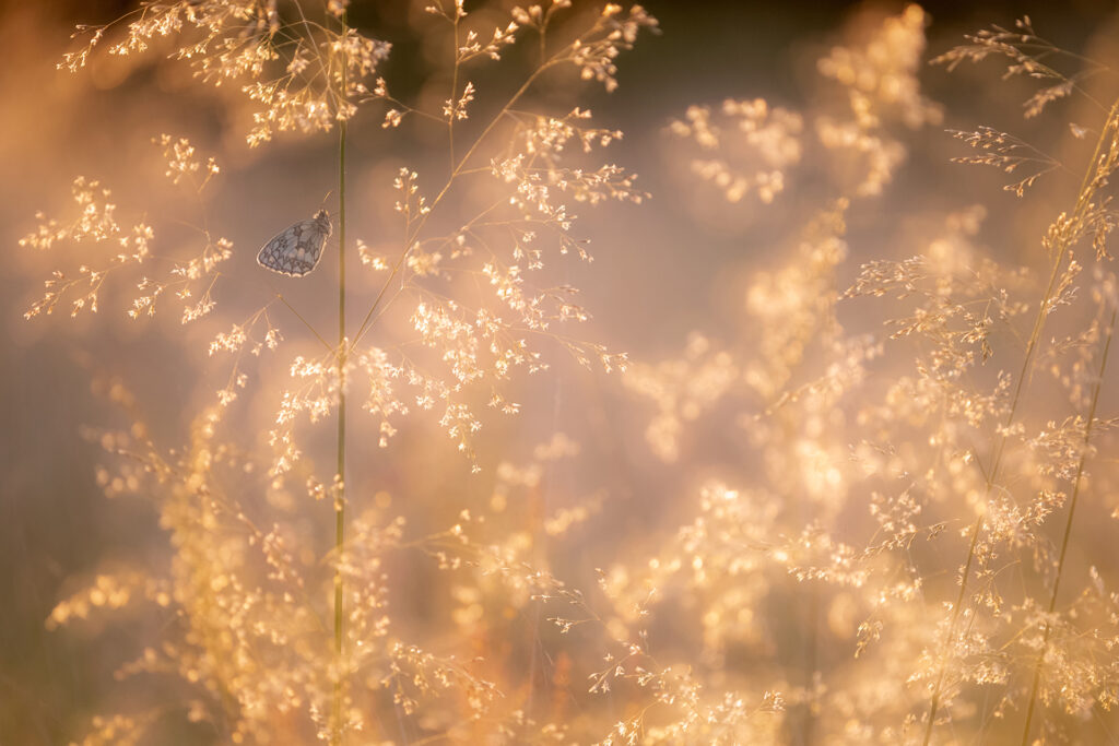 Marbled white butterfly (Melanargia galathea) roosting among tall grasses at sunrise and bathed in warm, early morning sunlight, Volehouse Moor, Devon, UK. July.