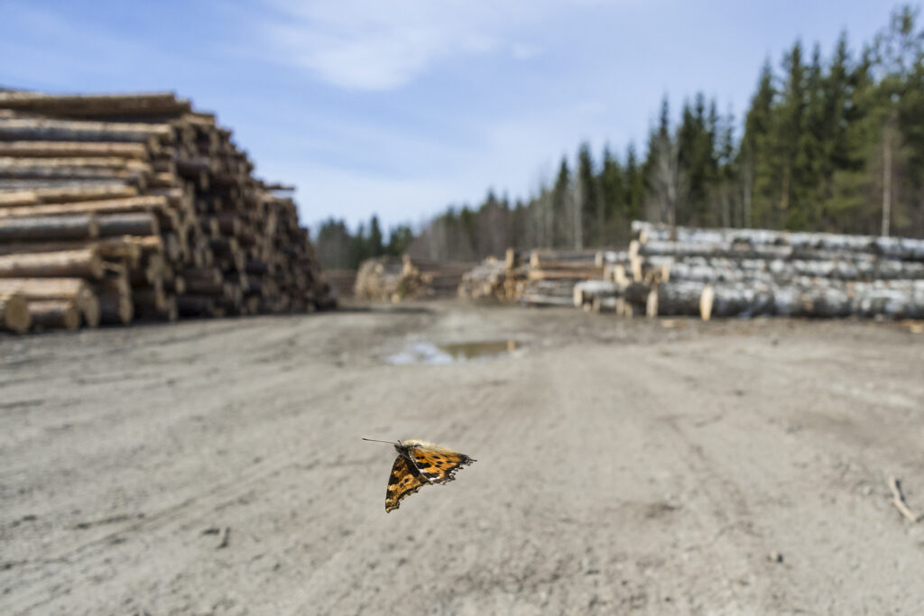 Large tortoiseshell butterfly (Nymphalis xanthomelas), flying in front of logged forest habitat, which had been destroyed during its hibernation period. Finland, April.