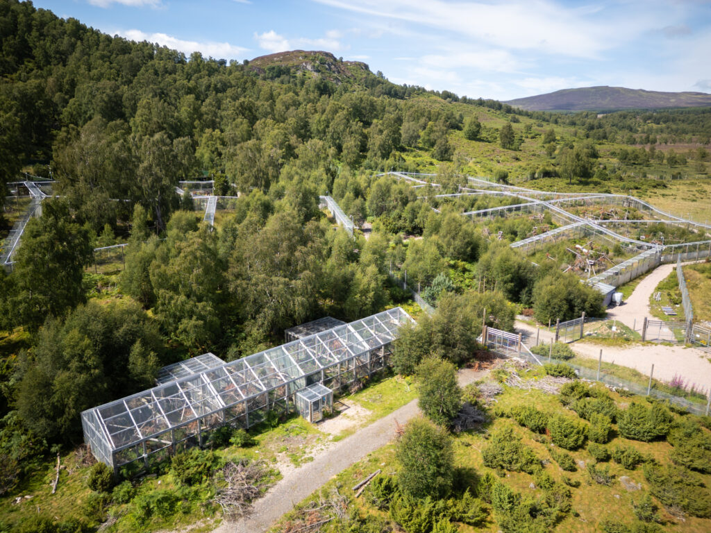 Captive breeding (foreground) and pre-release (background) enclosures for European wildcats at the Highland Wildlife Park, Scotland.