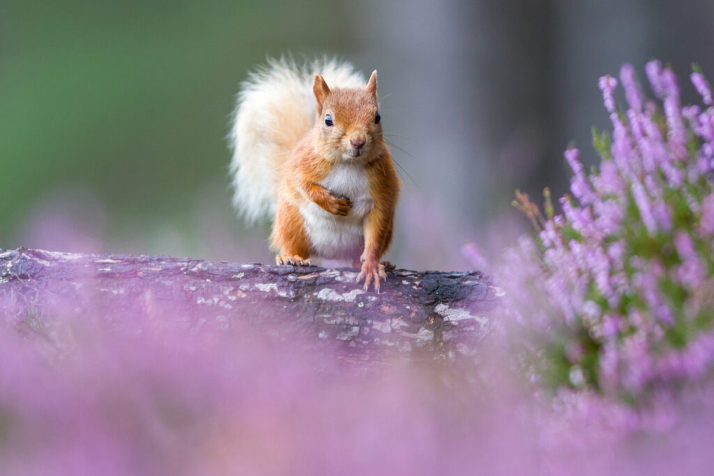 Red squirrel (Sciurus vulgaris) in flowering heather. Cairngorms National Park, Scotland.