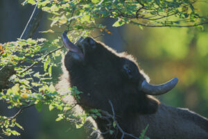 European bison in the Rhodope Mountains, Bulgaria