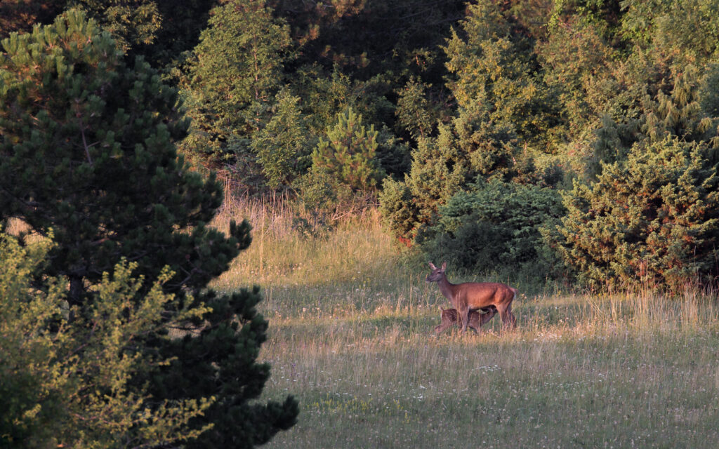 Feeding time - Red deer
