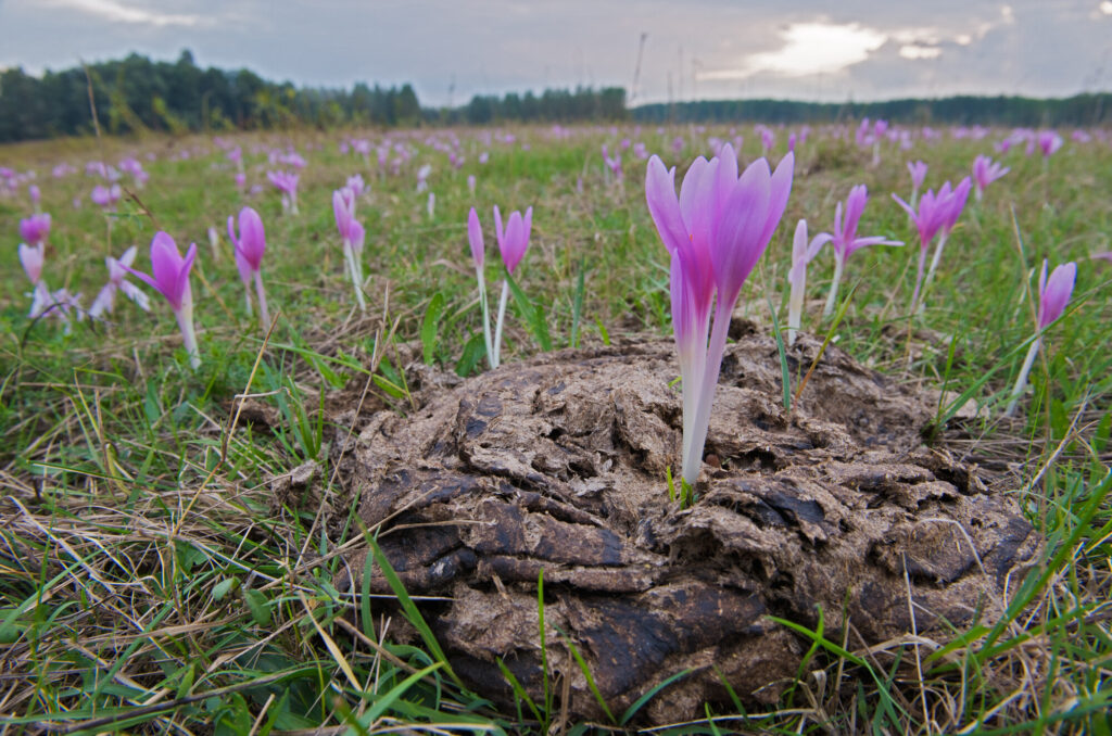 Meadow saffron (Colchicum autumnale), Duna Drava NP, Mohacs, Hungary