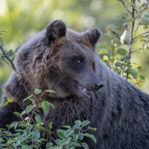 rare bear above pear tree, wildlife photography