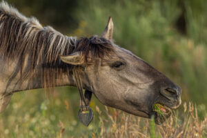 Natural Grazing of the Sorraia horses herd at Ermo das Águias.