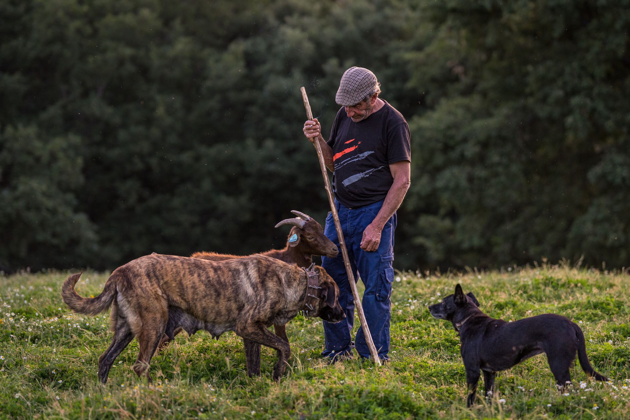 Livestock guarding dog and owner