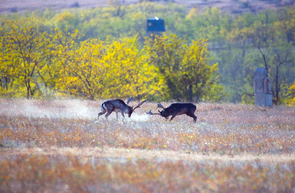 Fallow deer in the Tarutino Steppe, in the Danube Delta rewilding landscape