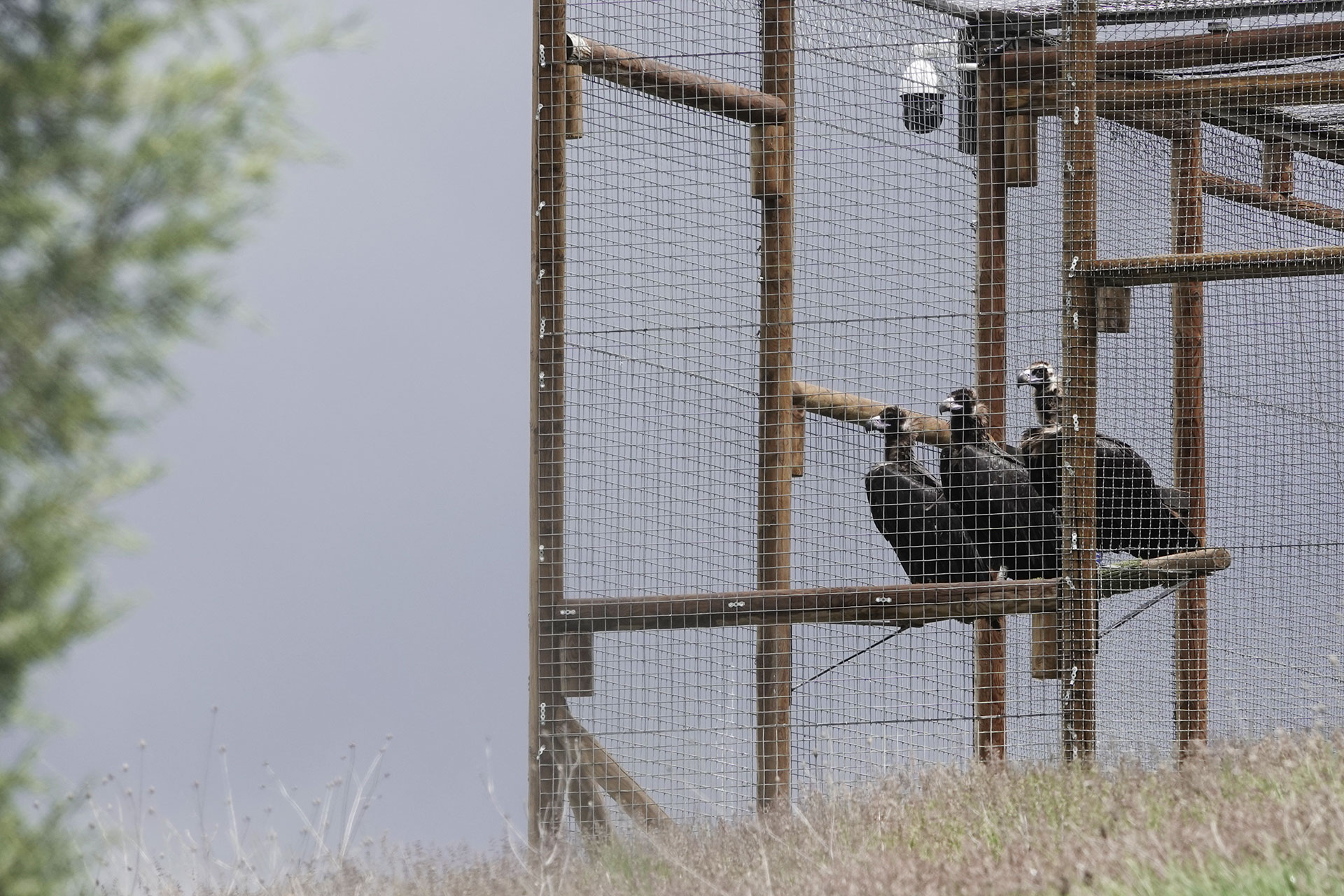 Cinerous vultures in a pre-release enclosure in the Iberian Highlands rewilding landscape, Spain.