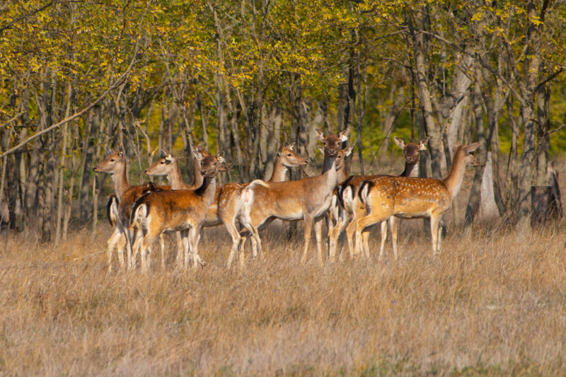 Fallow deer release in the Tarutino Steppe