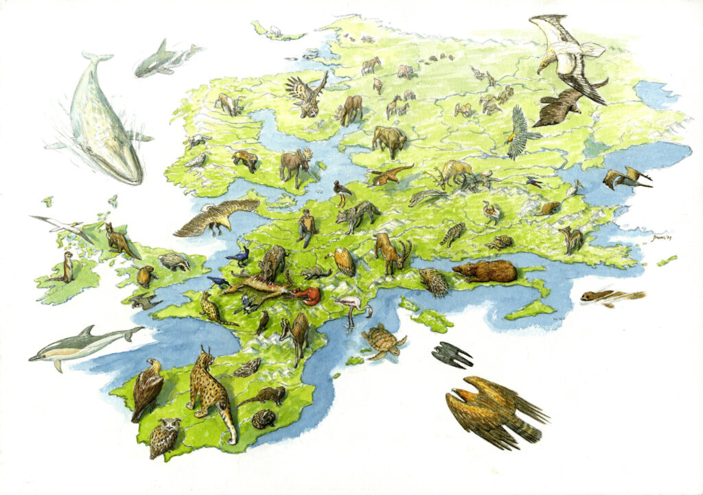 illustration by Jeroen Helmer/ ARK Rewilding Netherlands