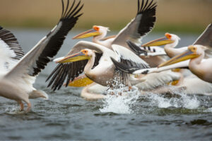 White pelicans in the Danube Delta, Romania.
