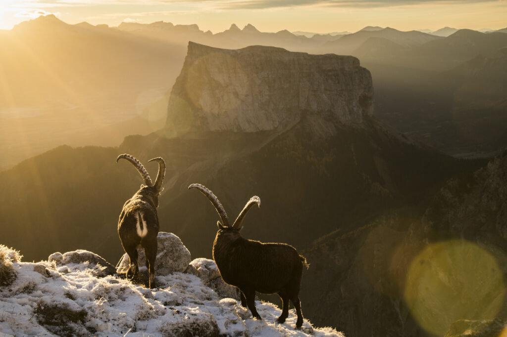 Two male ibex in front of Mont Aiguille in the Dauphiné Alps, France.