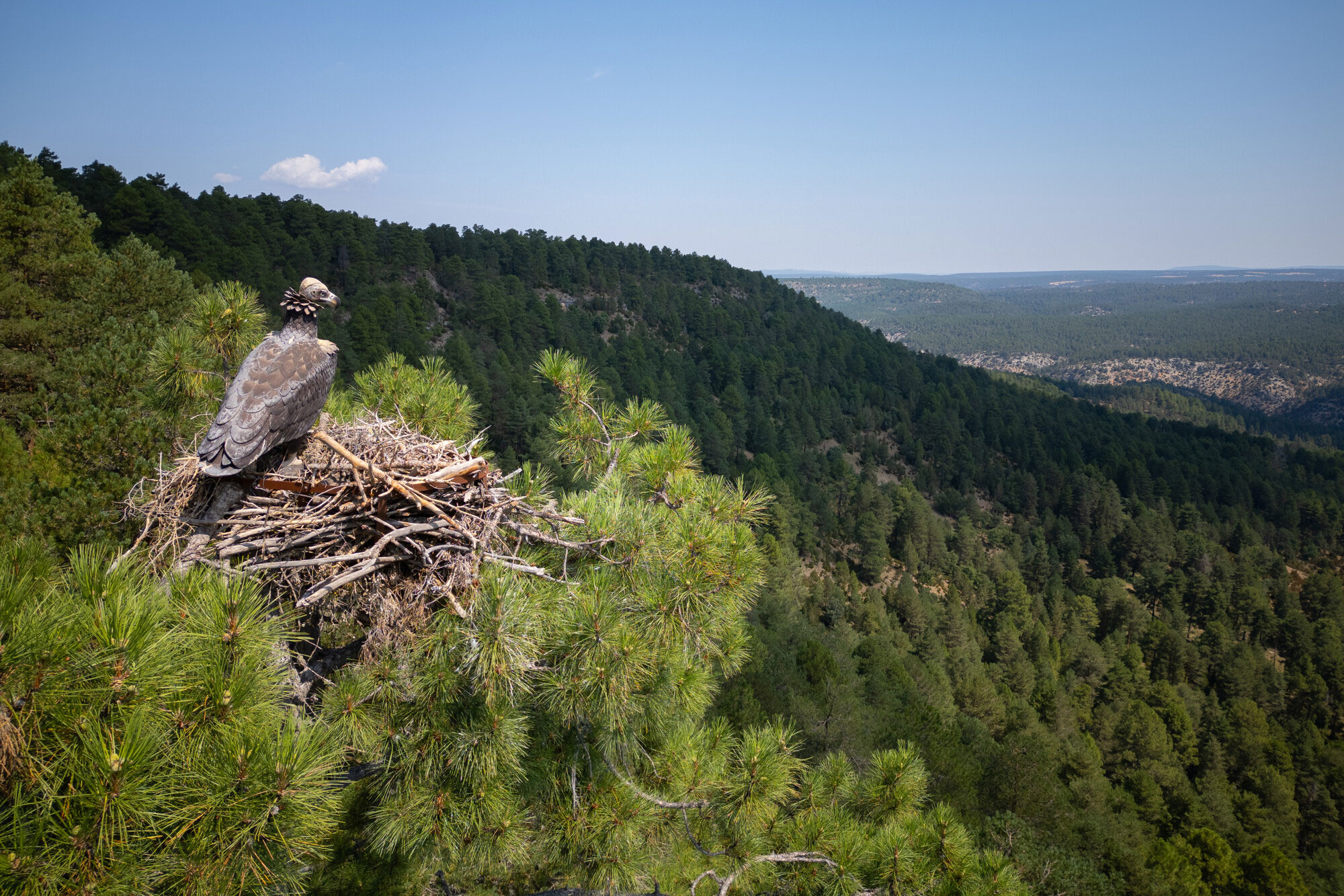 A decoy cinerous vulture on top of an artifical nest to encourage wild birds to nest nearby. Iberian Highlands, Spain.