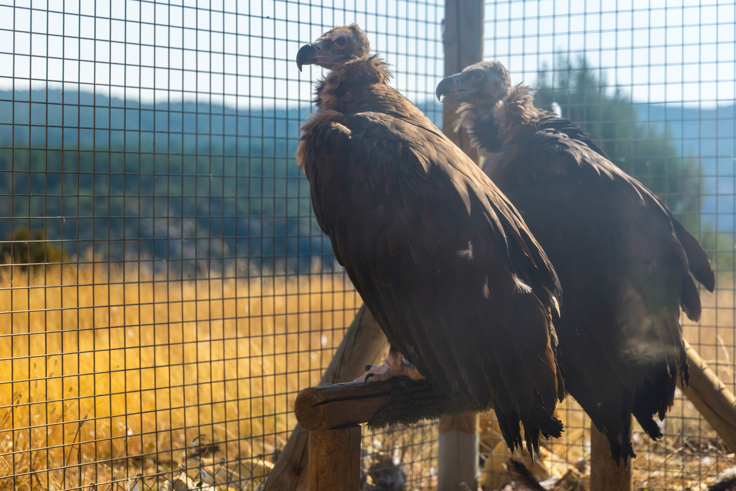 Two cinerous vultures in a pre-release enclosure in the Iberian Highlands rewilding landscape, Spain.