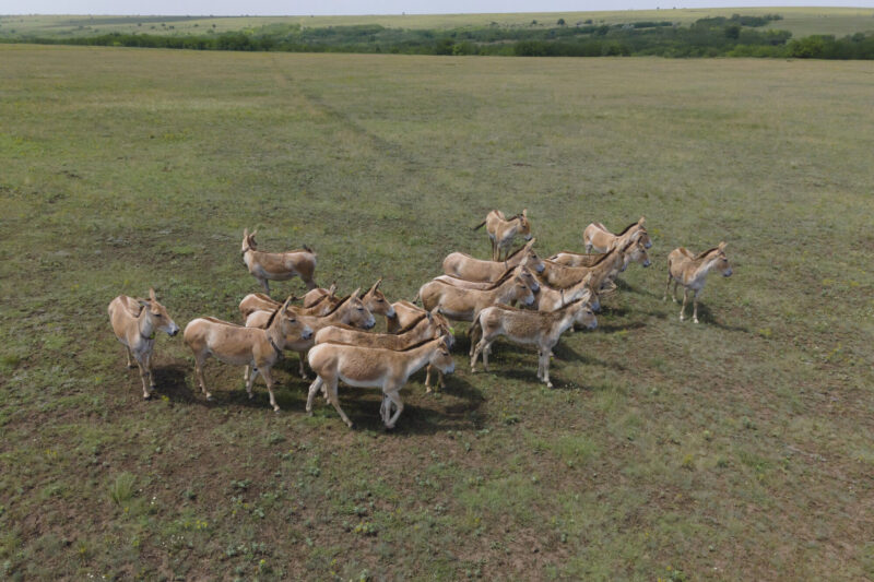 Aerial view on the herd of Transcaspian wild ass
