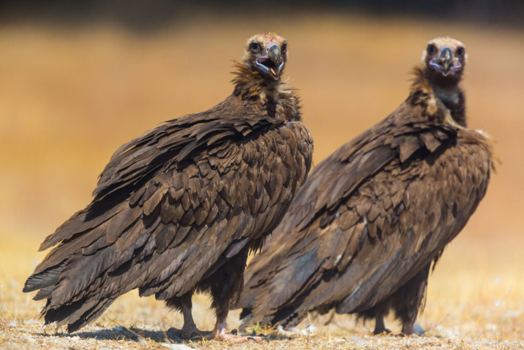 Cinereous vulture
