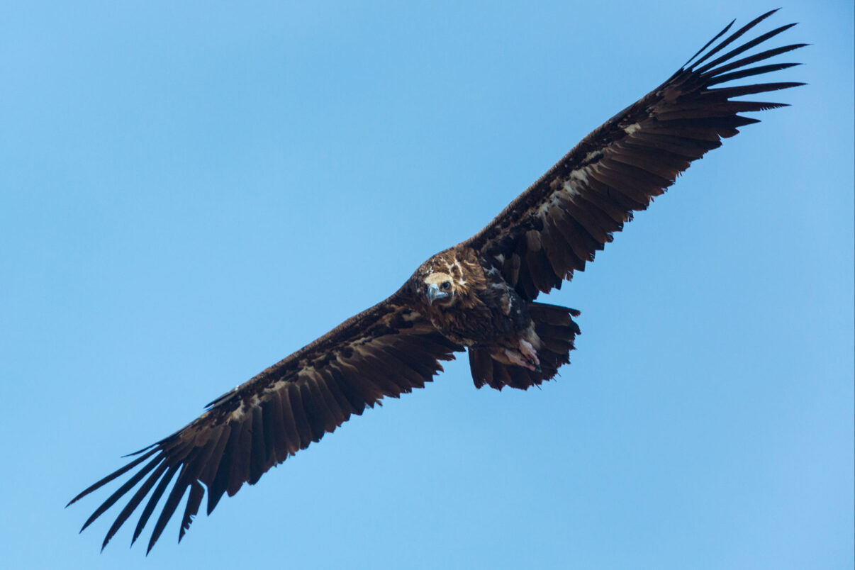 Cinereous vulture