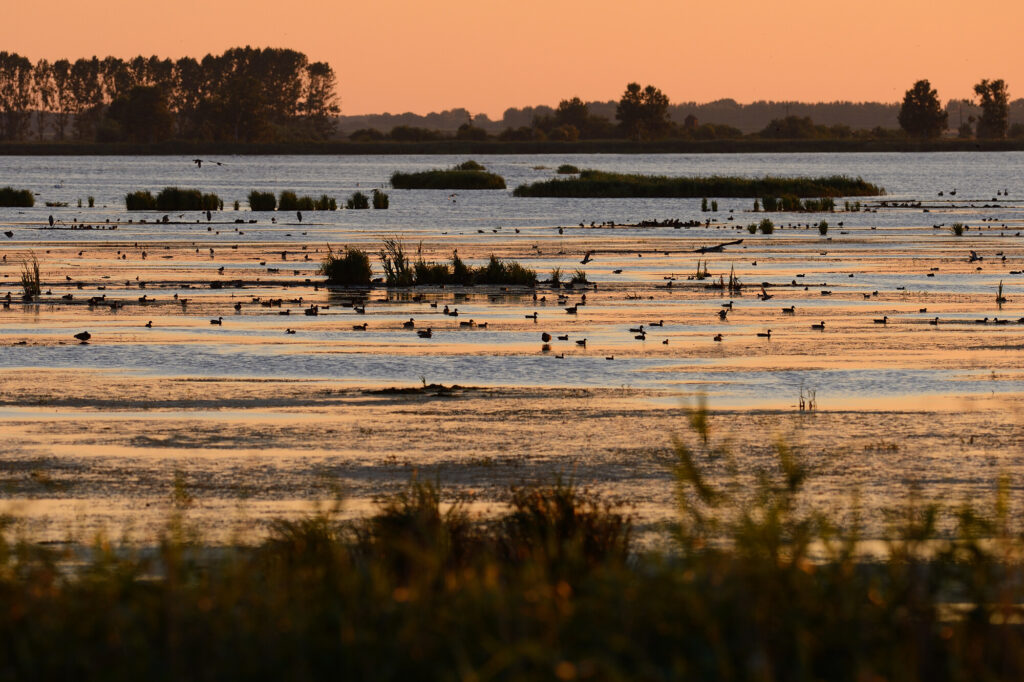 Waterfowl, mainly ducks, Anklamer Stadtbruch, Germany, Oder river delta/Odra river rewilding area, Stettiner Haff, on the border between Germany and Poland