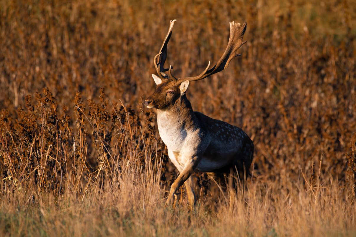 Fallow deer release in Tarutino steppe, the Danube Delta