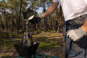 Pouring harvested pine resin into a barrel. Iberian Highlands, Spain.