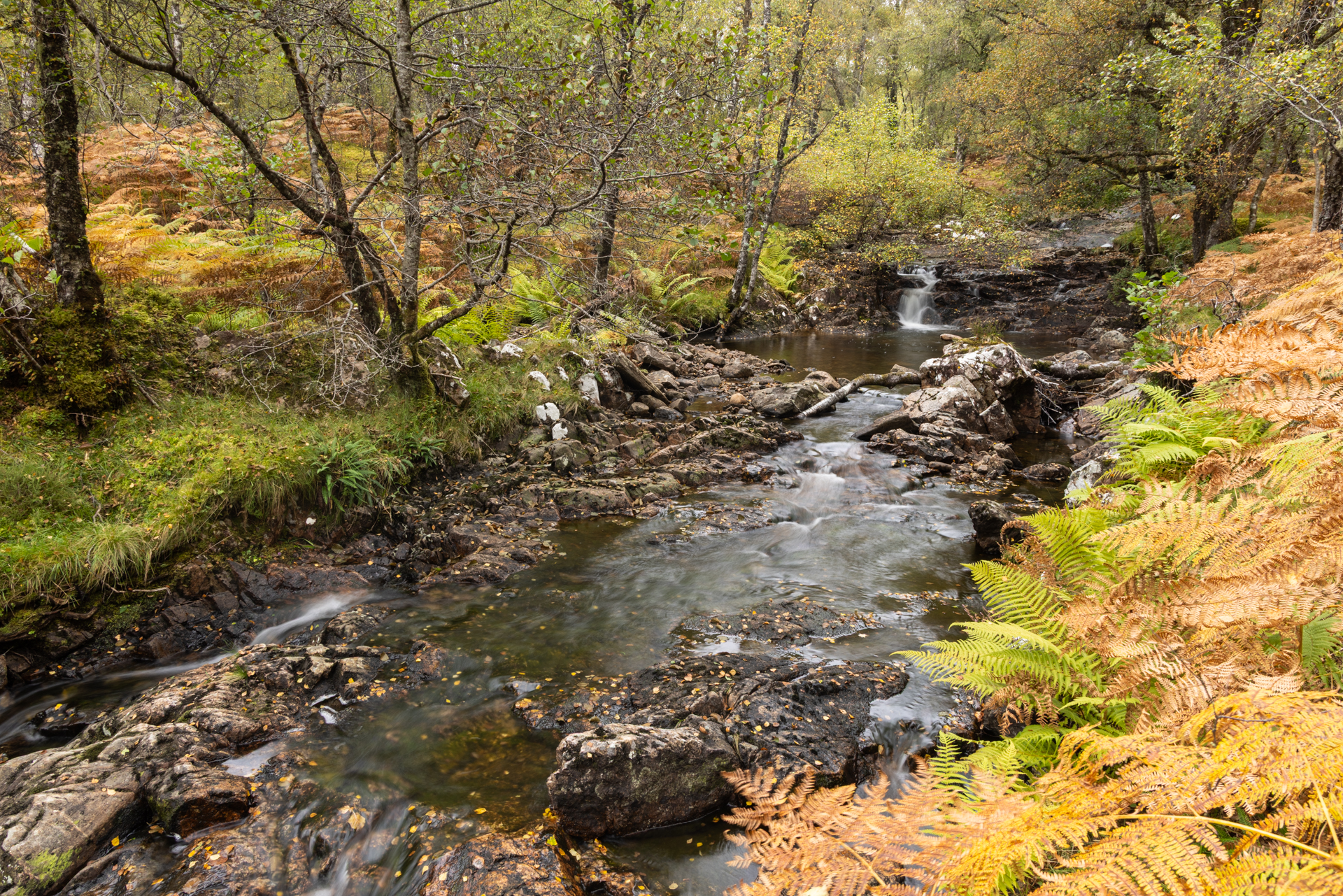 Allt Ruadh running through autumnal broadleaf woodland. Dundreggan, Scotland.