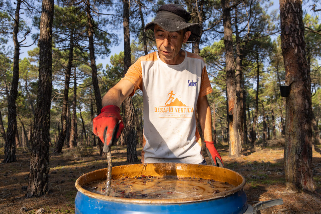 A tutor in resin tapping stirs the harvested pine resin in a barrel. Iberian Highlands, Spain.