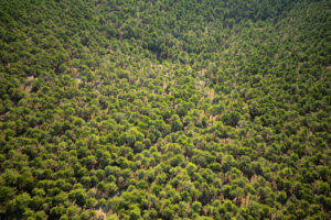 Extensive pine forest in the Iberian Highlands rewilding landscape, Spain.