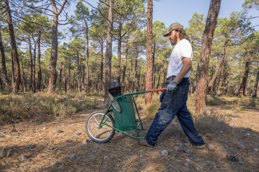 Resin tapper Guillermo Castano collects resin in Cobeta-Torremocha del Pinar.